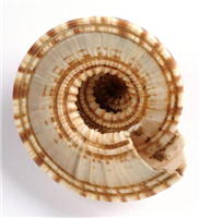 Sundial shell. ( Architectonica sp) Also known as the staircase shell, this is the shell of a type of sea snail which normally lives in warmer seas. Sea snails are soft creatures which are protected by their hard shell.
